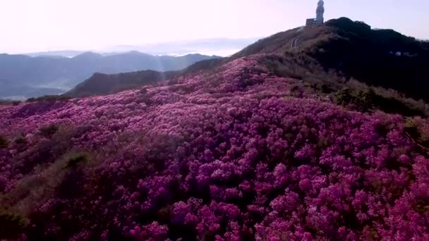 Jindallae Azalea Bloeit Biseul Mountain Daegu Soouth Korea Azië — Stockvideo