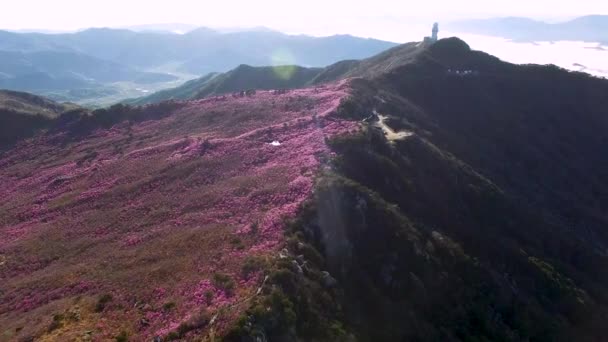 Jindallae Azalea Kvetoucí Pohoří Biseul Daegu Korea Asie — Stock video