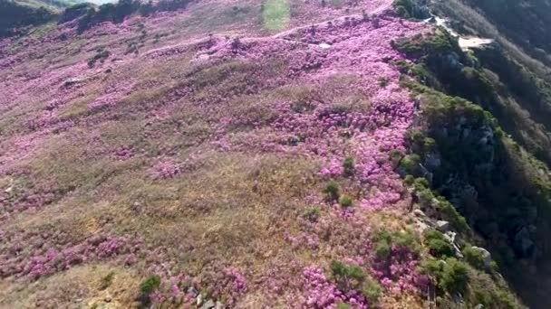 Jindallae Azalea Florescendo Biseul Mountain Daegu Soouth Korea Ásia — Vídeo de Stock