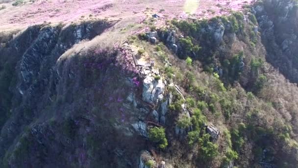 Jindallae Azalea Florescendo Biseul Mountain Daegu Soouth Korea Ásia — Vídeo de Stock