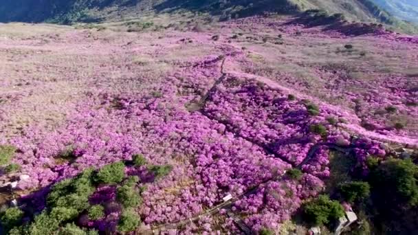 Jindallae Azalea Blooming Biseul Mountain Daegu Soouth Korea Asia — Stock Video