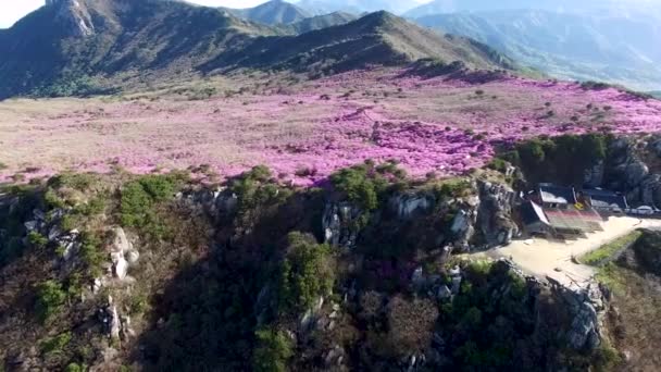 Jindallae Azalea Blooming Biseul Dağı Daegu Soouth Korea Asya — Stok video