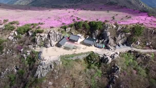Jindallae Azalea Bloeit Biseul Mountain Daegu Soouth Korea Azië — Stockvideo