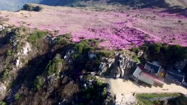 Jindallae Azalea Blooming Biseul Dağı Daegu Soouth Korea Asya — Stok video