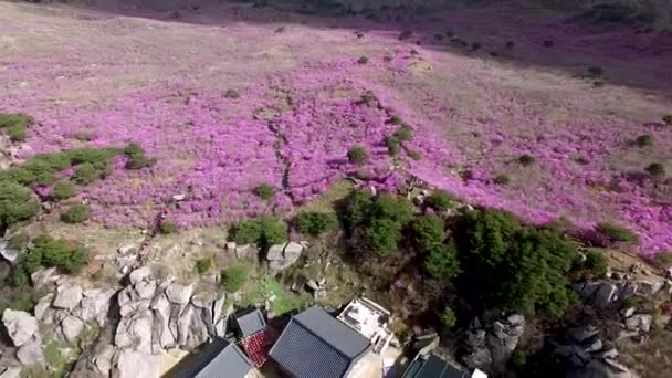Jindallae Azalea Blooming Biseul Dağı Daegu Soouth Korea Asya — Stok video