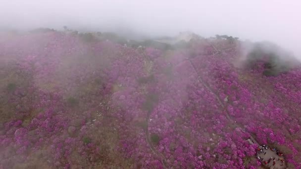 Misty Cloudy Biseul Mountain Daegu Corea Del Sud Asia — Video Stock