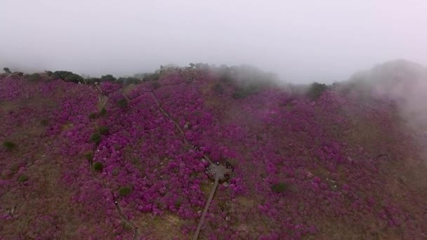 Misty Molnigt Biseul Mountain Daegu Sydkorea Asien — Stockvideo