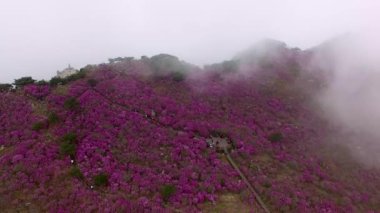 Misty Cloudy Biseul Dağı, Daegu, Güney Kore, Asya.