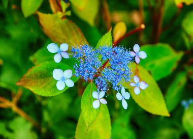 taejongsa Budist tapınağında ortanca suguk Festivali, Taejongdae, Busan, Güney Kore, Asya