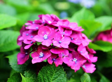 taejongsa Budist tapınağında ortanca suguk Festivali, Taejongdae, Busan, Güney Kore, Asya