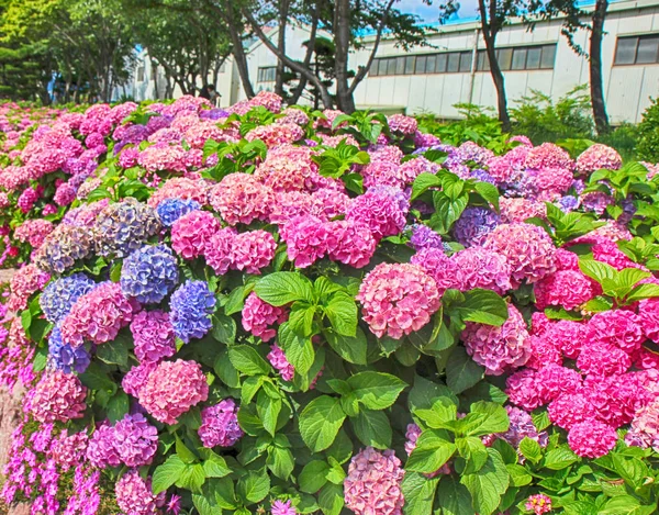 Suguk Hortensja Hortensja kwitnący w dadaepo, sahagu, Busan, Korea Południowa, Azja — Zdjęcie stockowe