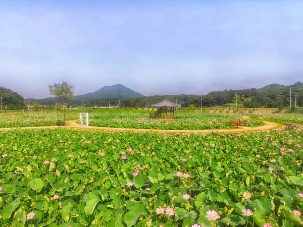 Lotus Tema Parkı Haman, Gyeongnam, Güney Kore, Asya — Stok fotoğraf