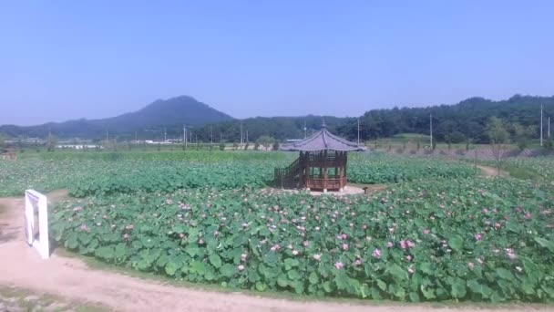 Lotus Freizeitpark Haman Gyeongnam Südkorea Asien — Stockvideo