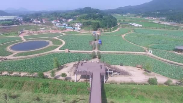 Θεματικό Πάρκο Lotus Στο Haman Γκιονγκναμ Νότιος Κορέα Ασία — Αρχείο Βίντεο