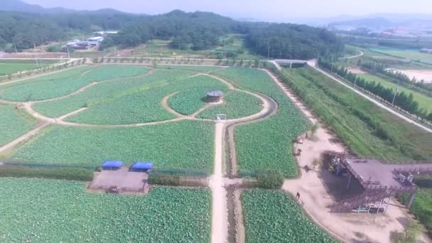 Θεματικό Πάρκο Lotus Στο Haman Γκιονγκναμ Νότιος Κορέα Ασία — Αρχείο Βίντεο