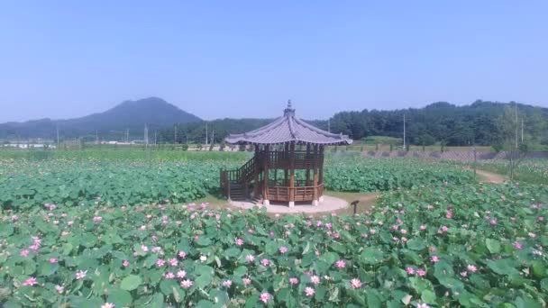 Lotus Temapark Haman Gyeongnam Sydkorea Asien — Stockvideo