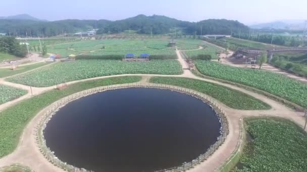 Parque Temático Lotus Amán Gyeongnam Corea Del Sur Asia — Vídeos de Stock