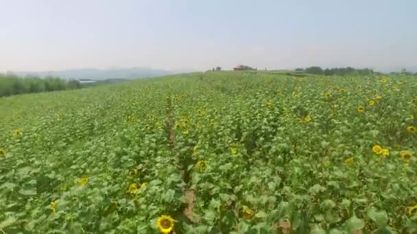 Luchtfoto Van Gangju Sunflower Village Haman Gyeongnam Zuid Korea Azië — Stockvideo