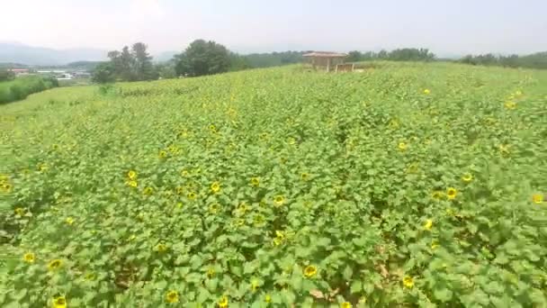 Vista Aérea Gangju Sunflower Village Amán Gyeongnam Corea Del Sur — Vídeo de stock