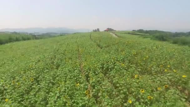 Vista Aérea Gangju Sunflower Village Amán Gyeongnam Corea Del Sur — Vídeo de stock