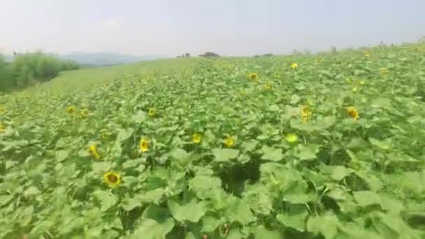 Luchtfoto Van Gangju Sunflower Village Haman Gyeongnam Zuid Korea Azië — Stockvideo