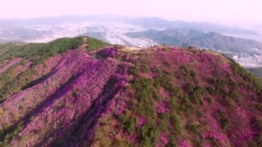 Cheonjusan Mountain Jindallae Azalea Çiçek Açma , Changwon, Gyeongnam, Güney Kore, Asya.