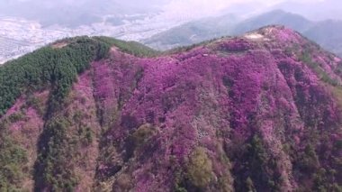 Cheonjusan Mountain Jindallae Azalea Çiçek Açma , Changwon, Gyeongnam, Güney Kore, Asya.