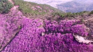 Cheonjusan Mountain Jindallae Azalea Çiçek Açma , Changwon, Gyeongnam, Güney Kore, Asya.