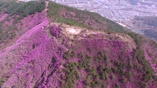 Cheonjusan Mountain Jindallae Azalea Flower Blooming Changwon Gyeongnam Korea Południowa — Wideo stockowe