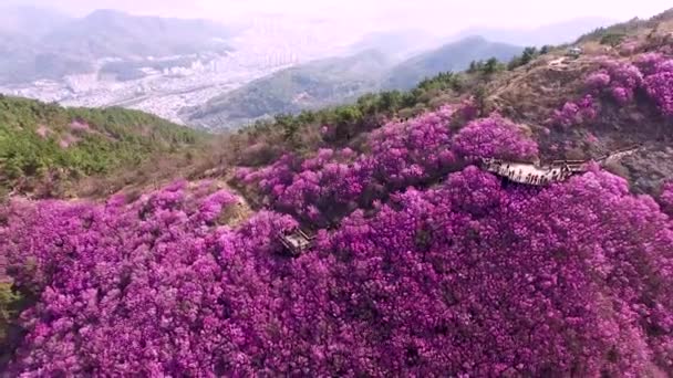 Cheonjusan Mountain Jindallae Azalea Flower Blooming Changwon Gyeongnam Corea Del — Vídeos de Stock