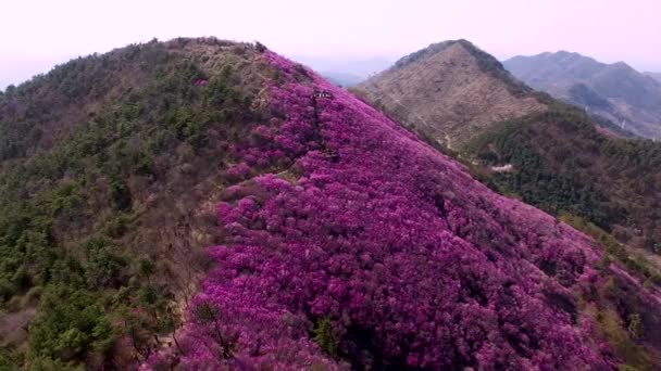 Cheonjusan Mountain Jindallae Azalea Flower Blooming Changwon Gyeongnam Zuid Korea — Stockvideo
