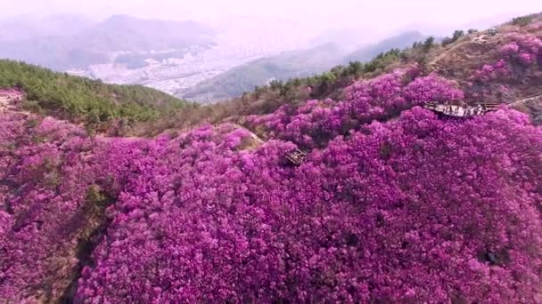 Cheonjusan Mountain Jindallae Azalea Çiçek Açma Changwon Gyeongnam Güney Kore — Stok video