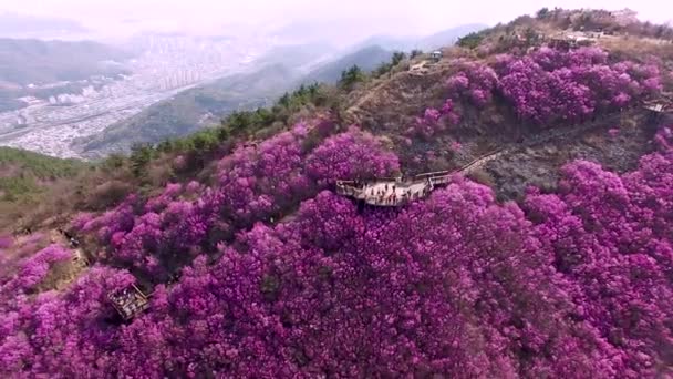 Cheonjusan Mountain Jindallae Azalea Blomma Blommande Changwon Gyeongnam Sydkorea Asien — Stockvideo