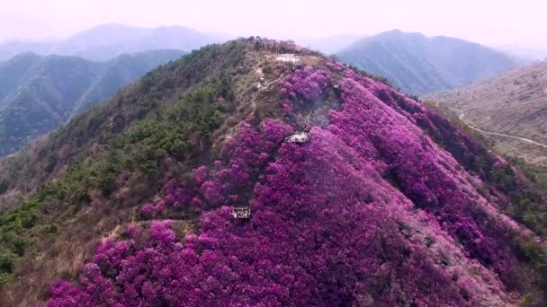 Cheonjusan Mountain Jindallae Azalea Flower Blooming Changwon Gyeongnam Zuid Korea — Stockvideo