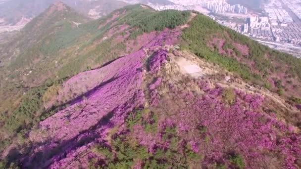 Cheonjusan Mountain Jindallae Azalea Flower Blooming Changwon Gyeongnam Korea Południowa — Wideo stockowe
