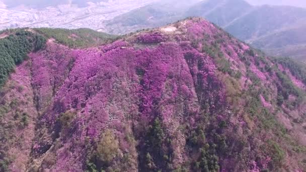 Cheonjusan Mountain Jindallae Azalea Blomma Blommande Changwon Gyeongnam Sydkorea Asien — Stockvideo