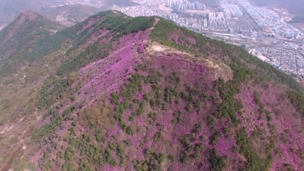 Cheonjusan Mountain Jindallae Azalea Flower Blooming Changwon Gyeongnam Corea Del — Vídeos de Stock