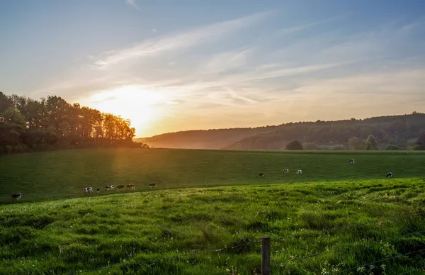 Ülke İdil Normandy için. Yürüyüş ve çim yeme inekler. Günbatımı