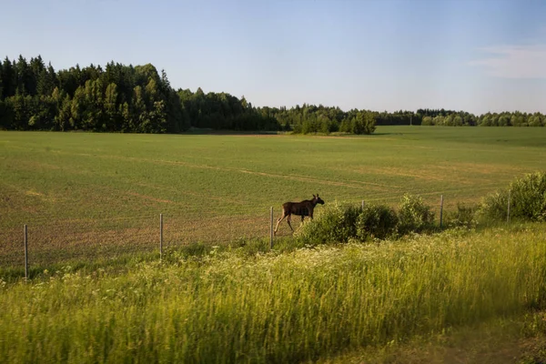 saman yığını. Haziran. Pastoral countrysude resmi. Litvanya.
