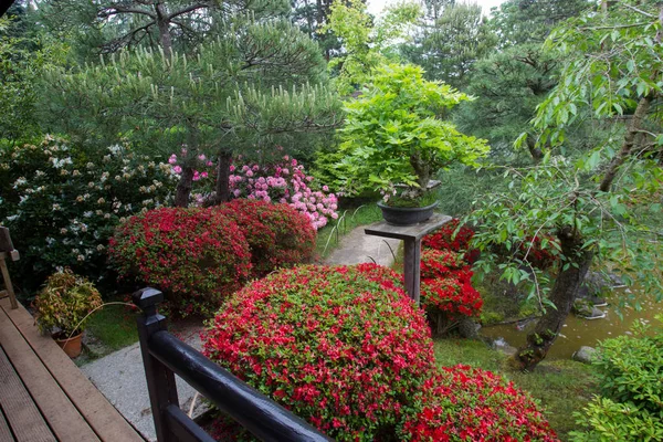 Цвітіння Ставок Азалія Японському Саду Потсдама Німеччини — стокове фото