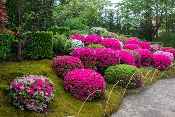 Azalea Flor Estanque Jardín Japonés Potsdam Alemania — Foto de Stock