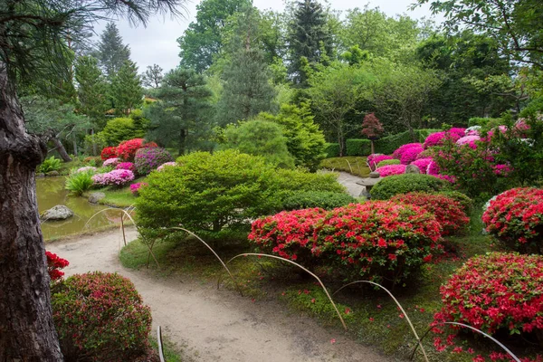 Цвітіння Ставок Азалія Японському Саду Потсдама Німеччини — стокове фото