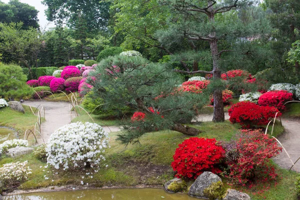 Azalea  blossom  and pond  in Japanese  Garden   Potsdam Germany