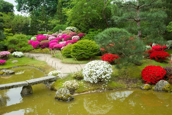 Azalea Flor Estanque Jardín Japonés Potsdam Alemania — Foto de Stock