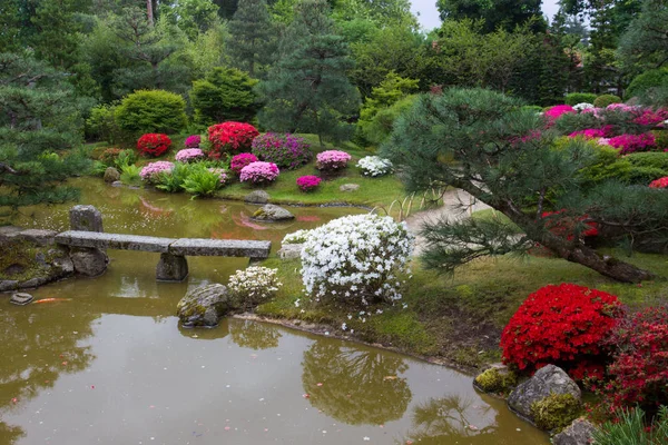 Azalea Florecen Jardín Japonés Potsdam Alemania —  Fotos de Stock