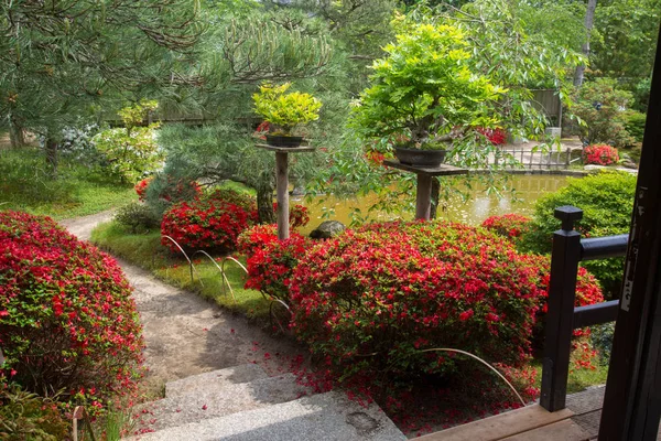 Цвітіння Азалія Японському Саду Берлін Потсдам Німеччина — стокове фото