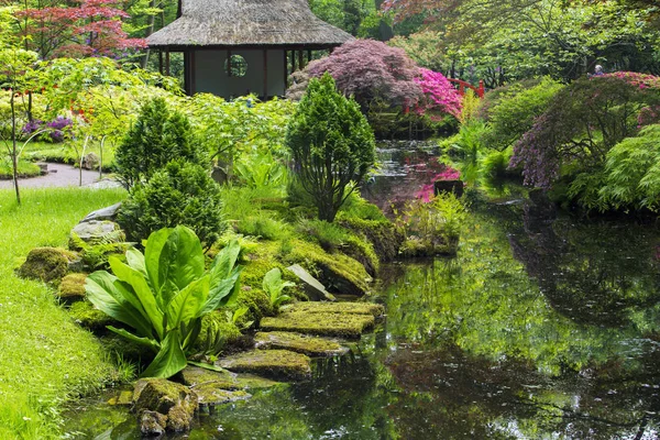 Azalea Florecen Jardín Japonés Haya — Foto de Stock