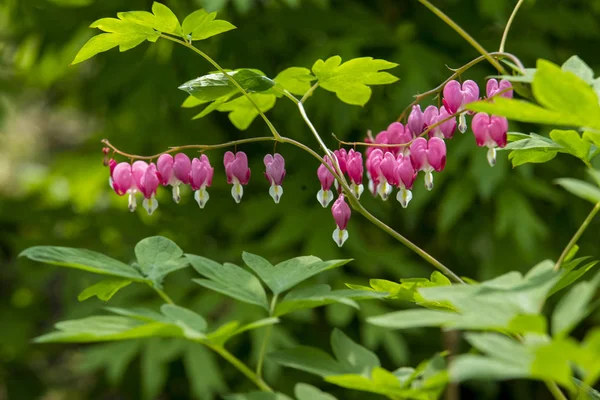 日本庭園のツツジの花 ハーグ — ストック写真