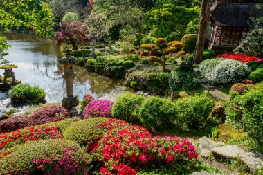 Maulivrier Japon bahçesinde Rhododendron çiçeği ve topiary sanat, Fransa