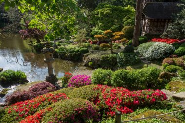Maulivrier Japon bahçesinde Rhododendron çiçeği ve topiary sanat, Fransa